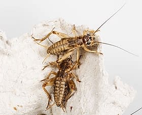 Live crickets, Live feeder insects