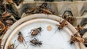 How to Get Rid of House Crickets Naturally – Maggie's Farm Ltd